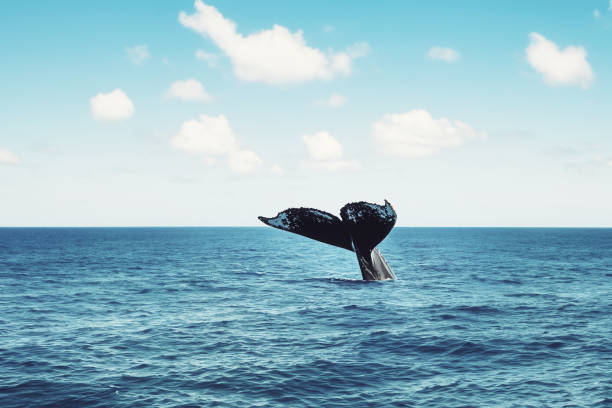 istock tail of a whale in the ocean 1501125015