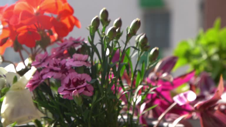 A bush of pink carnations in a flower arrangement. Flowering in spring and summer. Carnation bud flower plant.