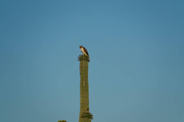istock Blooming saguaro cactus with a hawk perched on top 1501127284
