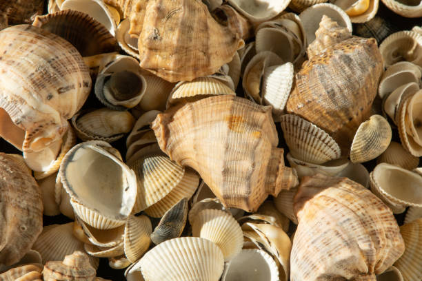 istock Sea shells on the beach. Summer background. Rapan shell. Beige light color. Aesthetic minimalism. Nature beauty. 1501129537