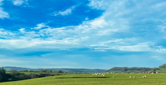 blue sky and sheep on the field on the rolling hills french countryside