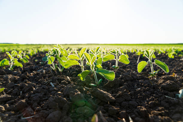 istock Fresh green sprouts of soy. Growing soy 1501130048