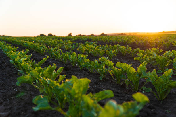 istock Sugar beet seedlings are growing from the soil. Young sugar beet field with sunset 1501130052