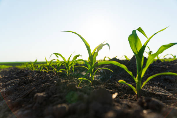 istock Fresh green sprouts of corn. Growing corn 1501130058