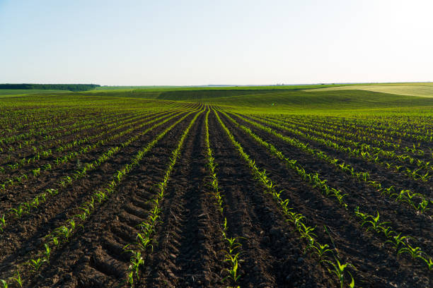 istock Open corn field at sunset. Corn bean fields in early summer season 1501130060