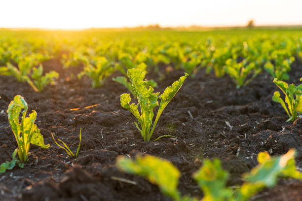 istock Close up green young sugar beet plants. Sugar beet field with sunset sun 1501130064