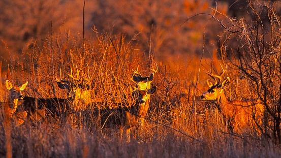 A small herd of deer, does and bucks, surrounded by tall weeds, grasses and bushes.\nThey are partially hidden by the vegetation which is burnt-orange in the setting sun.