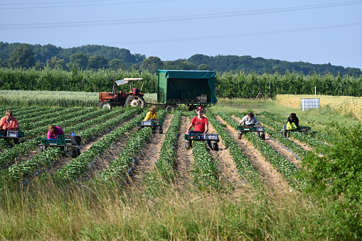 Korschenbroich, June 24, 2023 - Seasonal farmers harvest strawberries in the Lower Rhine region, Germany