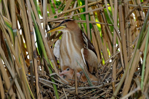 Female Little Bittern with her chicks