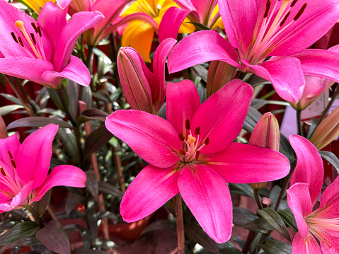 Stock photo showing a close-up view of bright pink oriental lily flowers (Lilium) a herbaceous perennial plant pictured against a blurred background of green leaf and orange lilies.