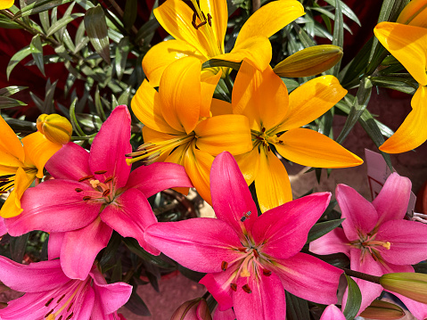 Stock photo showing a close-up, elevated view of bright pink oriental lily flowers (Lilium) a herbaceous perennial plant pictured against a blurred background of green leaf and orange lilies.