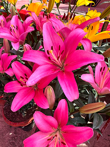 Stock photo showing a close-up view of bright pink oriental lily flowers (Lilium) a herbaceous perennial plant pictured against a blurred background of green leaf and orange lilies.