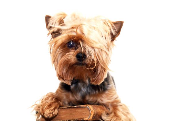 istock Funny Small Puppy 1501133275