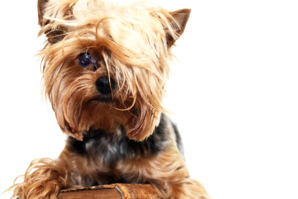 istock Funny Small Puppy 1501133279