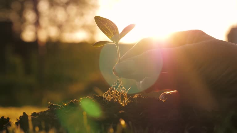 Woman Hands Plants A Small Tree In Ground In Light Of Sunset Close Up