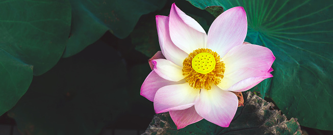 Top view Beautiful pink lotus flower in blooming and above Indian Lotus Pollen on a lotus flower background