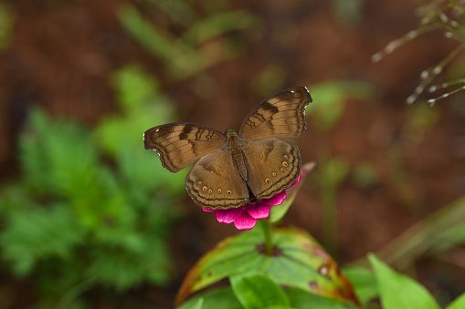 Close-up of pretty Junonia iphita, or Chocolate Soldier, sitting on a pink flower amidst lush green plants