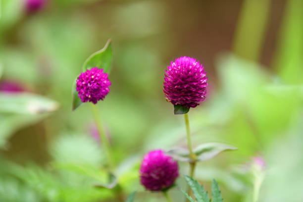 A macro selective focus on the beautiful globe amaranth flowers or pink flowers blooming during spring