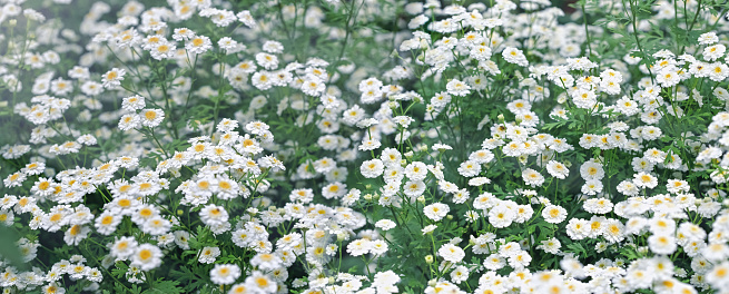 Selective and soft focus on daisy flowers, beautiful nature in meadow