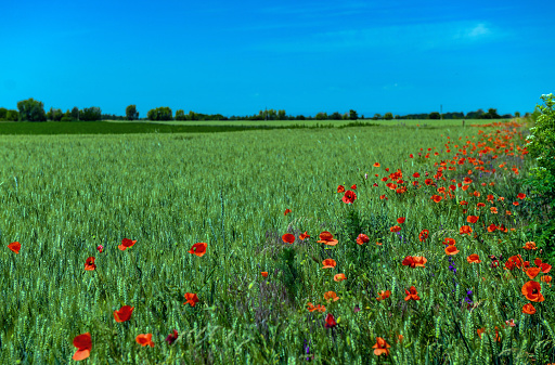 Barley field with poppy flowers