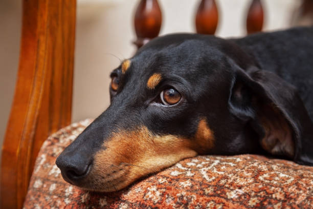 perro salchicha en una silla en casa - dachshund dog sadness sitting fotografías e imágenes de stock