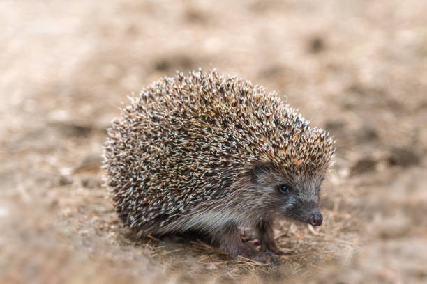 Cute hedgehog on the ground looking at camera