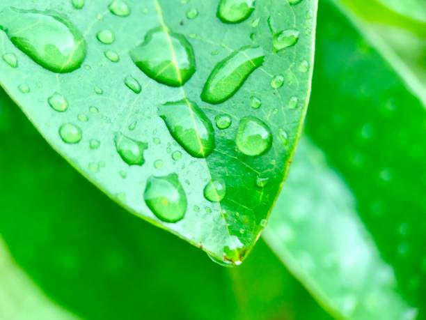 istock Beautiful transparent raindrops on green leaf macro. 1501142262