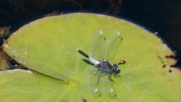 istock Lilypad Whiteface Dragonfly (Leucorrhinia caudalis) Male 1501142362