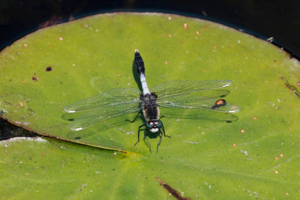 istock Lilypad Whiteface Dragonfly (Leucorrhinia caudalis) Male 1501142377