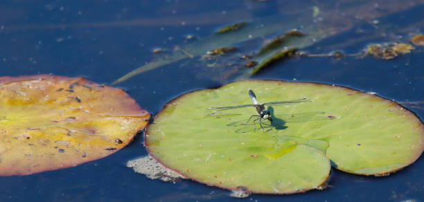 istock Lilypad Whiteface Dragonfly (Leucorrhinia caudalis) Male 1501142390