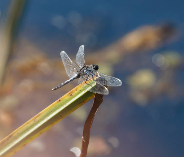 istock Lilypad Whiteface Dragonfly (Leucorrhinia caudalis) Male 1501142394