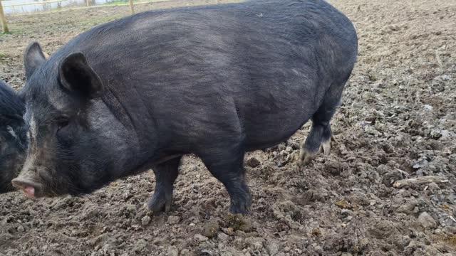 Pig farm. Raising Korean pigs.