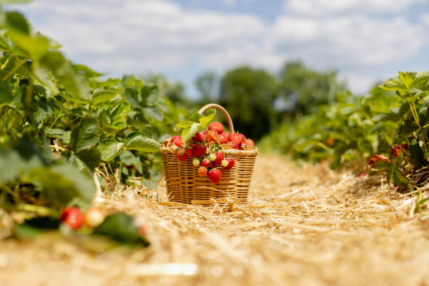 istock Wicker basket with red ripe strawberries in a straw-covered passage between rows in a field 1501143416