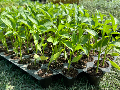 Stock photo showing close-up view of chilli seedlings growing in plant cell compartments of plastic germination nursery tray. Agriculture concept.