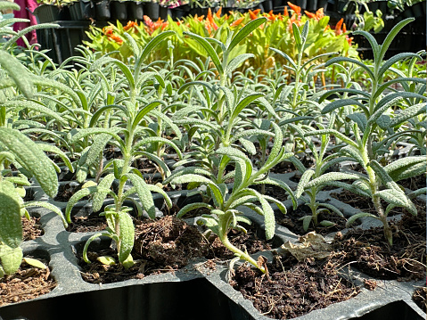 Stock photo showing close-up view of rosemary seedlings growing in plant cell compartments of plastic germination nursery tray. Agriculture concept.