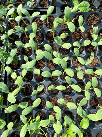 Stock photo showing close-up, elevated view of seedlings growing in plant cell compartments of plastic germination nursery tray. Agriculture concept.