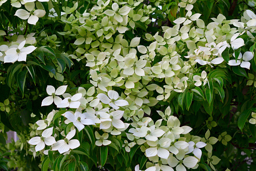 Pyracantha hedge with many small white blossoms on branches. Firethorn in bloom on summer