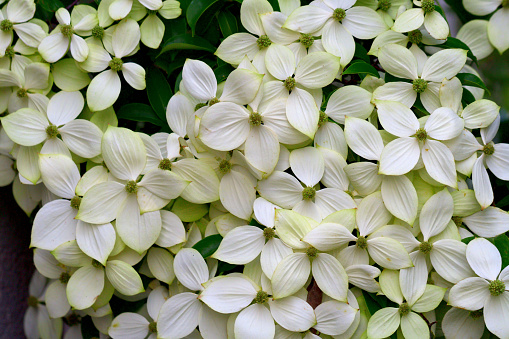 Cornus kousa, commonly called Japanese dogwood, Kousa, and Kousa dogwood, is native to East Asia and is a small, deciduous flowering tree, with bloom occurring from late spring to early summer (May-June). Kousa dogwood “flowers” are four petal-like white bracts which surround the center cluster of yellowish-green, true flowers. Flowers are followed by berry-like fruits which mature to a pinkish red in summer.