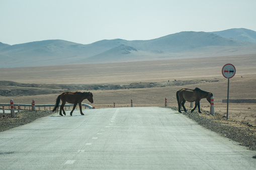 Group of horses walking cross the Highway road in Central Mongolia, the road trip from Ulaanbaatar to Kharkhorin city