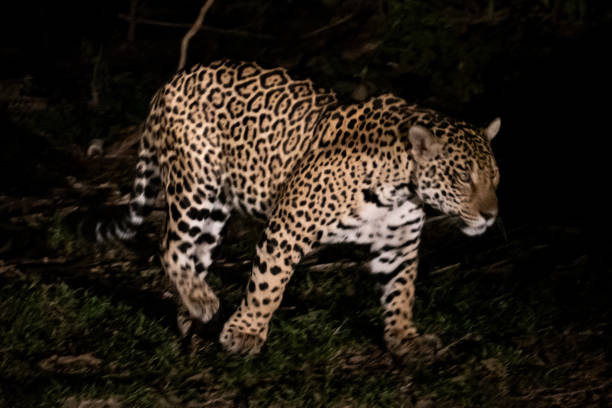 istock Jaguar at night in the pantanal 1501145211