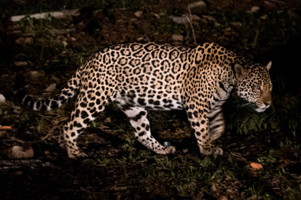 istock Jaguar at night in the pantanal 1501145213