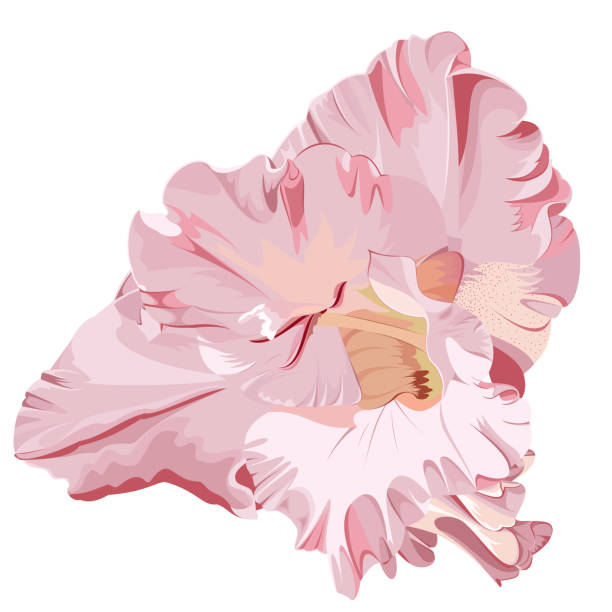 illustrations, cliparts, dessins animés et icônes de rose glaïeul - gladiolus flower beauty in nature white background