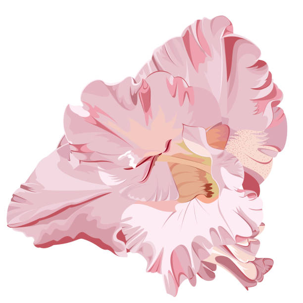 różowy mieczyk - gladiolus flower beauty in nature white background stock illustrations