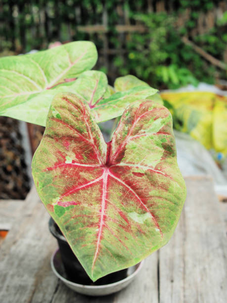 istock caladium bicolor in pot home garden decorate 1501146782