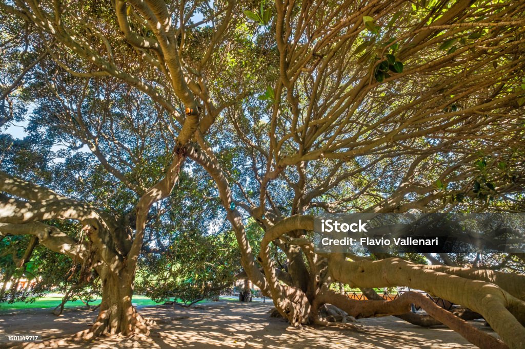 カリアリの公共庭園にある200周年記念のモートン湾のイチジク イタリアのストックフォトや画像を多数ご用意 イタリア, イチジクの木
