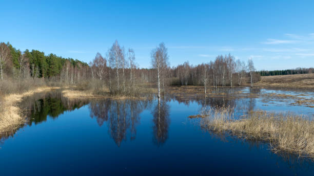 istock spring landscape with trees, beautiful sky, overflowing river 1501149743