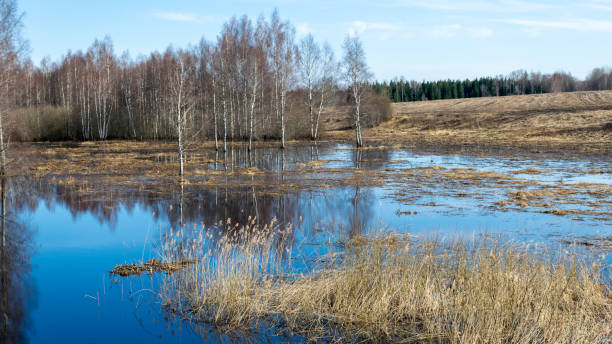 istock spring landscape with trees, beautiful sky, overflowing river 1501149747