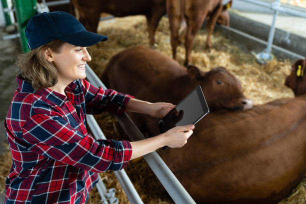 istock Woman farmer with tablet at a dairy farm. 1501149953