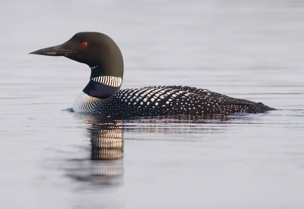 istock Common Loon on a Northwoods Wisconsin Lake 1501151229