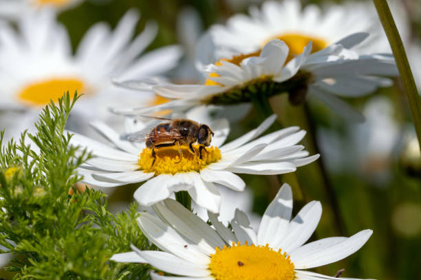 Bee collects pollen on  daisies in a wildflower field in the Zeeland province of the Netherlands.